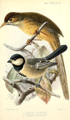 Acacia tit